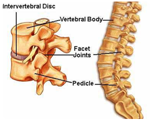Vertebras separadas por discos invertebrais