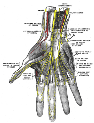 Anatomia do túnel do carpo